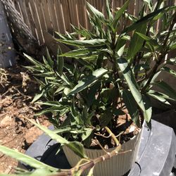 Mexican Petunia, also known as Ruellia simplex (or formerly Ruellia brittoniana)