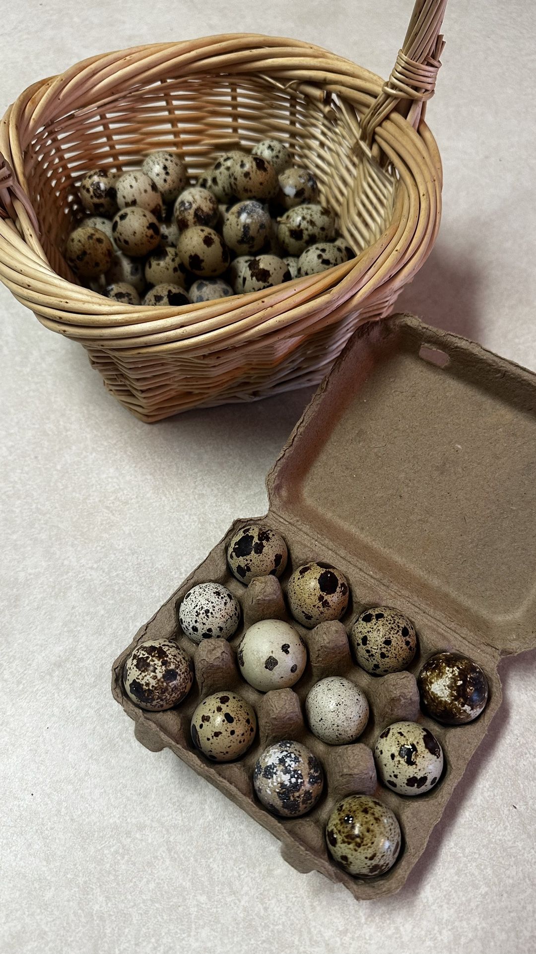 Quail 🥚