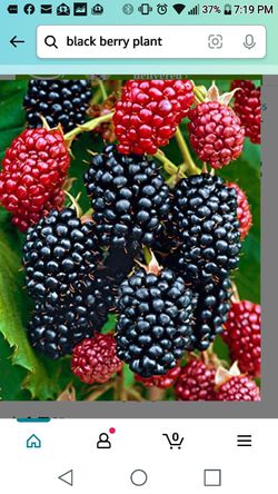 Arapaho Thornless Blackberry Seedling Plant 1ft Ready To Plant Thumbnail