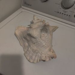 Conch shell