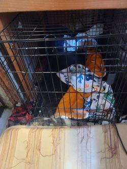 Large kennel
