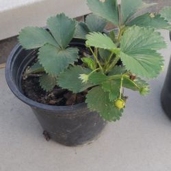 Strawberry - Starting to fruit
