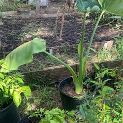 Elephant Ears Plant 