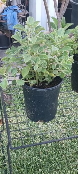 Potted  Oregano Oregon Plant $10 Each
