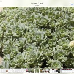 Big Aeoneums Succulent Plant