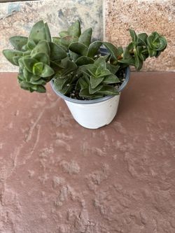 CRASSULA Springtime