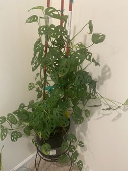 Plants 🌱 Planta
