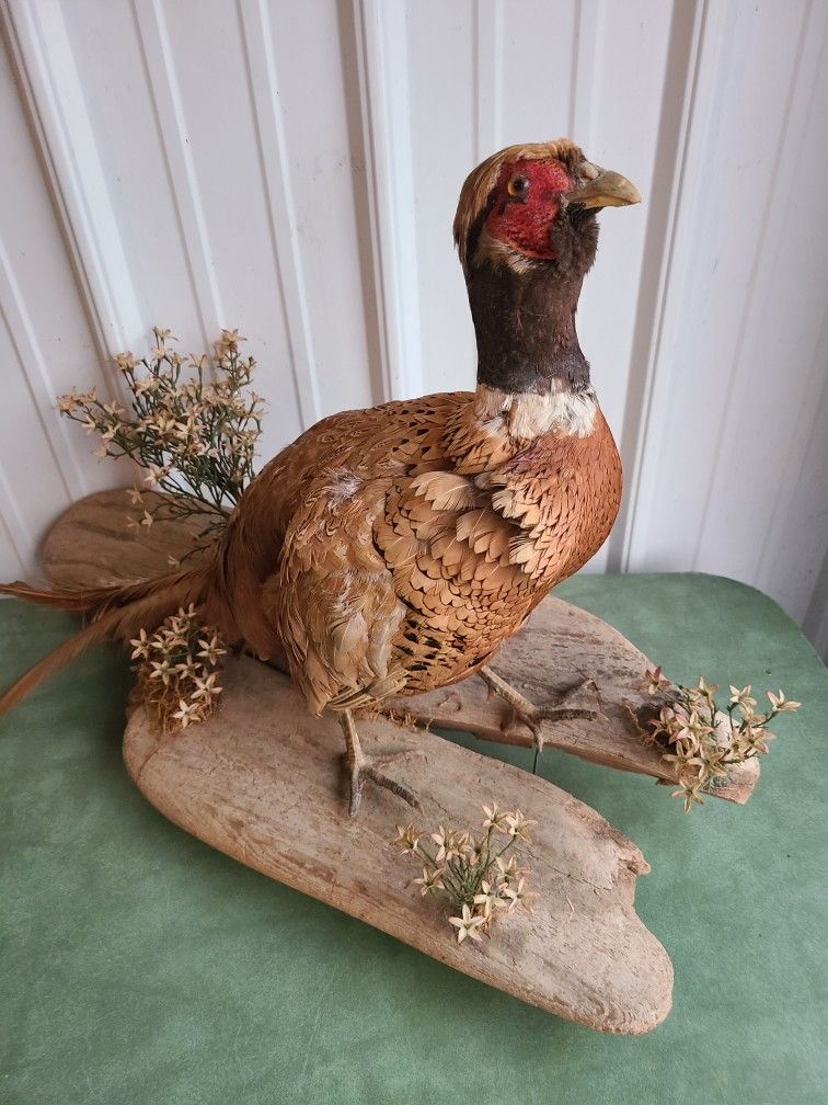 Pheasant Taxidermy Mount