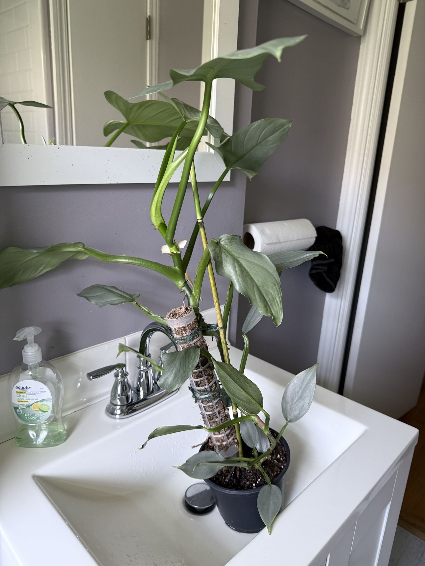 Philodendron Silver Sword 