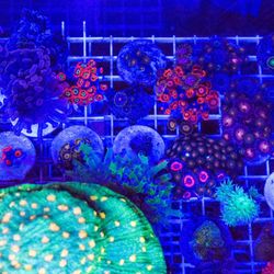 Reef tank decorations