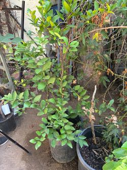 Mexican/Key lime tree