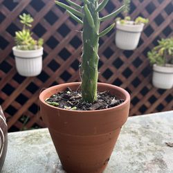 Mini Cactus in Pots