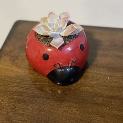 Succulent Arrangement 