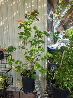 Orange cape honeysuckle plant