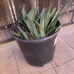 Smooth Agave Plant In 2.25 Gal 