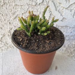 4 Inch Pot Cactus Plant - Hatiora Salicornioides  - Dancing Bones - Rooted & Established - Drought Resistant 🪴