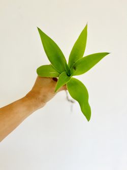 Agave Attenuata (Fox tail agave, Swan neck agave)  6” 