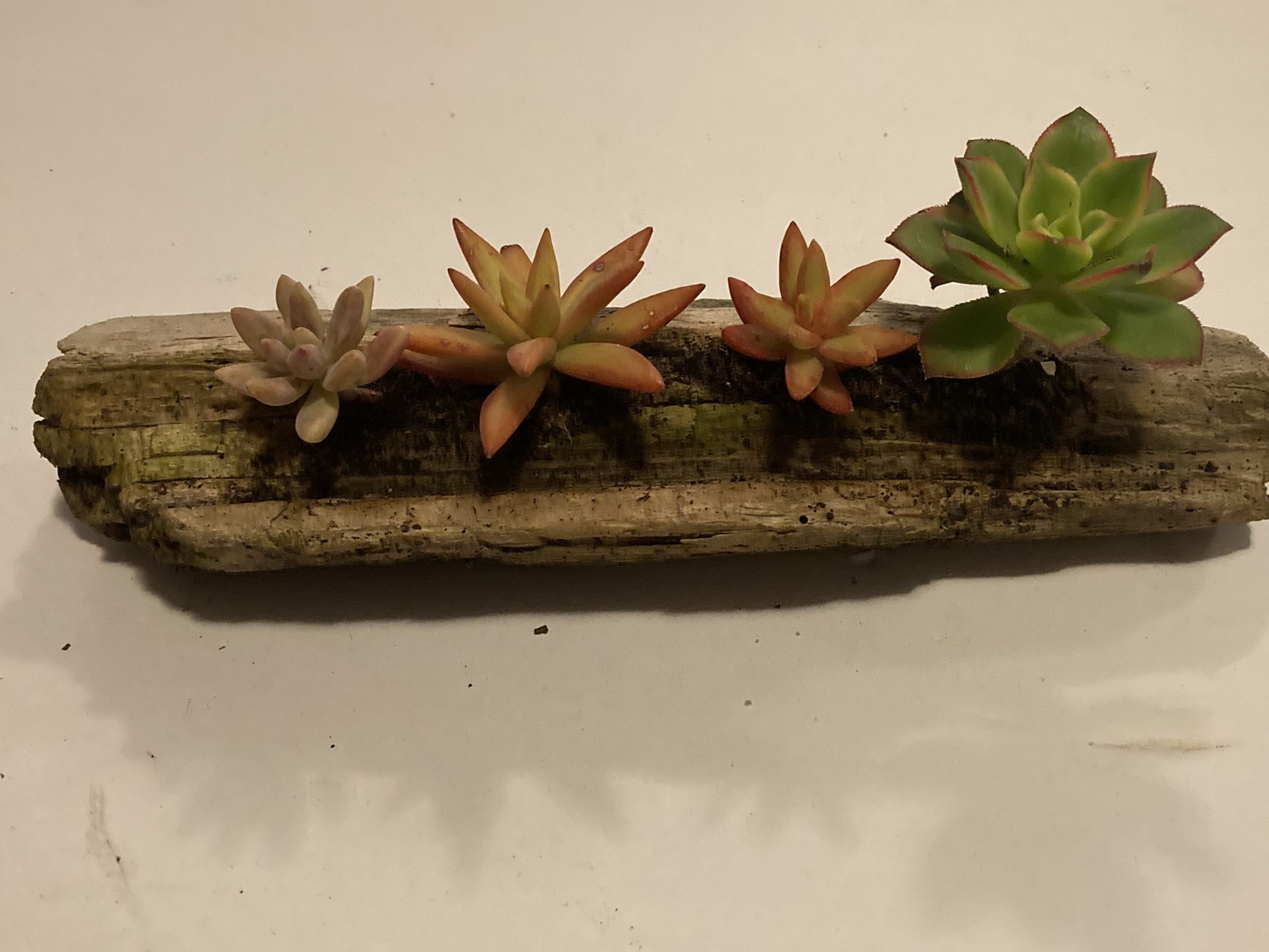 Driftwood Succulent Planter