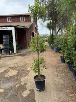 Eugenia 3 tier 5 gal