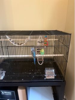 Bird cage everything including