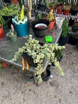 Plant