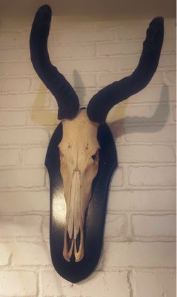 Large African Red Hartebeest| Euro Mount | Rustic Decor, Gothic Wall Art, Taxidermy, Oddities