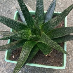 Aloe Vera