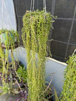 Succulents delfín xl con Colgadera de macrame