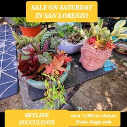PLANT SALE THIS SUNDAY  IN SAN LORENZO. SKLYINE SUCCULENTS 7