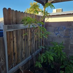 Curry LEAF pot Plant 🪴 