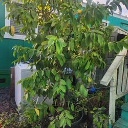 Guava Tree
