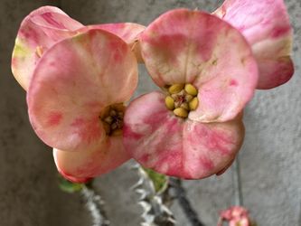 Crown Of Thorns Corona De Cristo