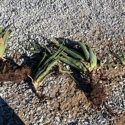 Sábila, Aloe Verá Plant 
