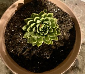 Succulent