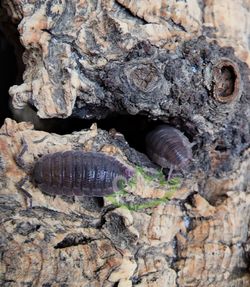 Isopods. porcellio scabber