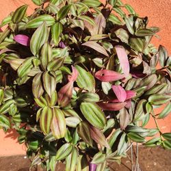 Hanging Tradescantia Zebrina Wondering Jew