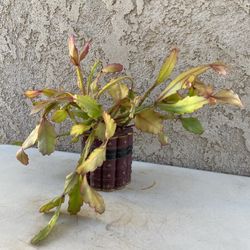 Rhipsalis in Resin Books Pot
