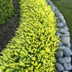 Artificial Bushes  Ivy 