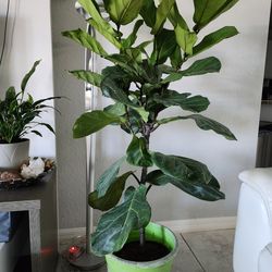 FICUS LYRATA more the 5 feet