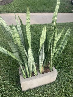 Sansevieria ( Espada De Angel)