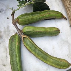 Vendo Pepetos Recien Cortados 22 Por 10 Dolares