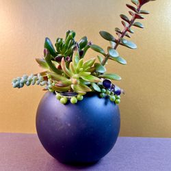 Succulent Collection. Sammamish, Beaver Lake 