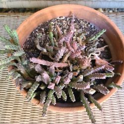 Succulent and Cactus Plant 