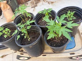 Young papaya plant