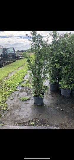 7 gallon podocarpus