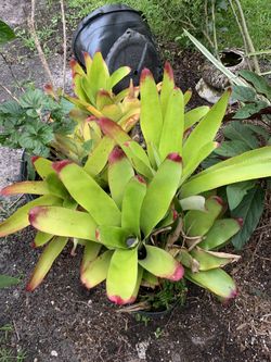 BROMELIADS