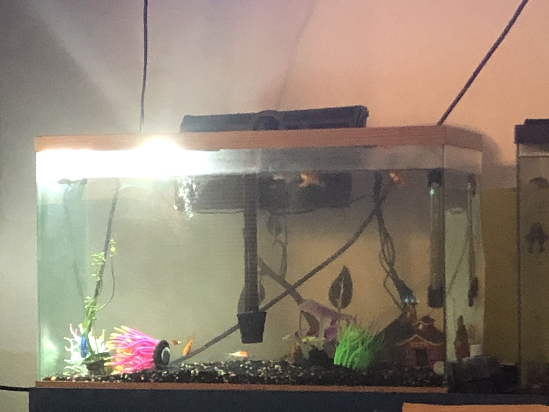 Fish tank with accessories