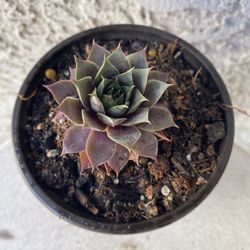 4 Inch Pot Succulent Plant - Sempervivum Cranberry Cocktail - Rooted & Stablished - Drought Resistant 🪴