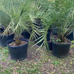 Date Palms /Sylvester Palms 