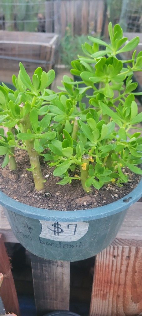 Smaller Succulent Plants
